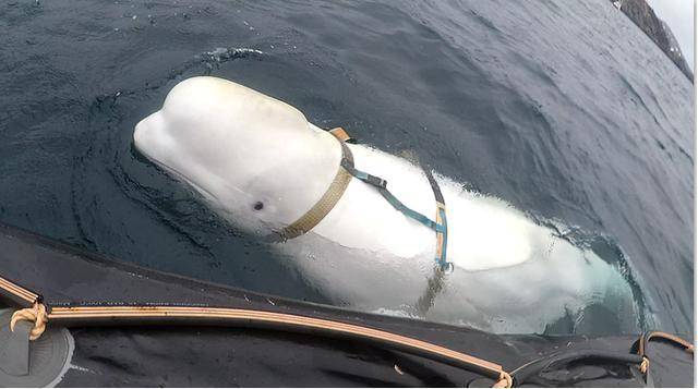 当白鲸的水炮成为禁烟员，一场海洋馆里的文明课