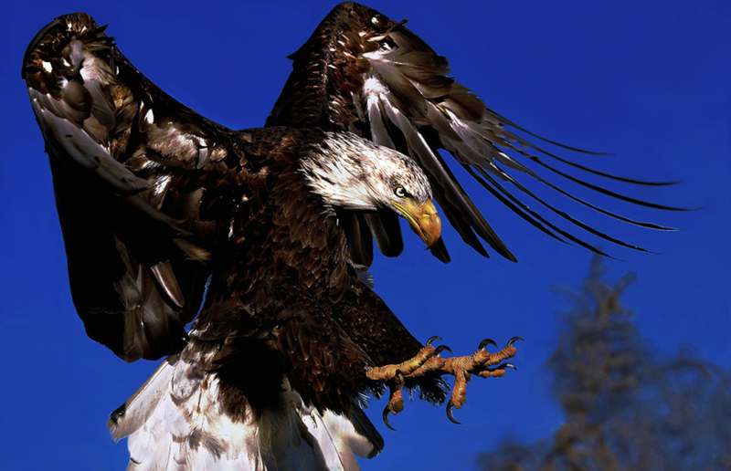 鹰犬之舞，解构日本军机滋扰背后的战略逻辑