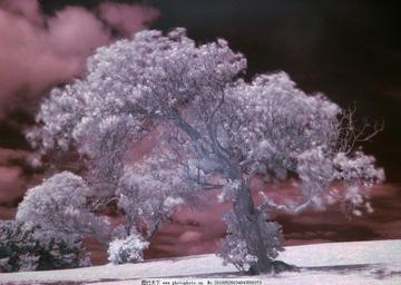 冰裂花开处 大地之树破雪而出 冰裂花开处 大地之树破雪而出