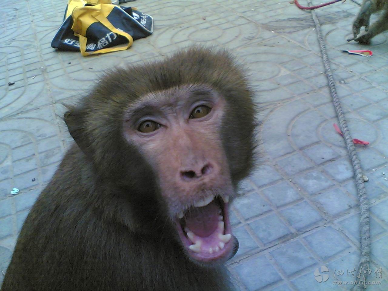 猴子的表演,一场精心策划的劫掠 猴子的表演,一场精心策划的劫掠