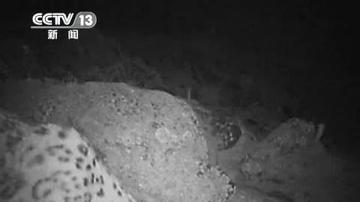 河西走廊惊现雪豹级影像,甘肃武威牧民河谷偶遇国家一级保护动物马麝 河西走廊惊现雪豹级影像,甘肃武威牧民河谷偶遇国家一级保护动物马麝