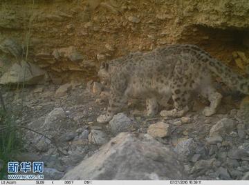 河西走廊惊现雪豹级影像,甘肃武威牧民河谷偶遇国家一级保护动物马麝 河西走廊惊现雪豹级影像,甘肃武威牧民河谷偶遇国家一级保护动物马麝