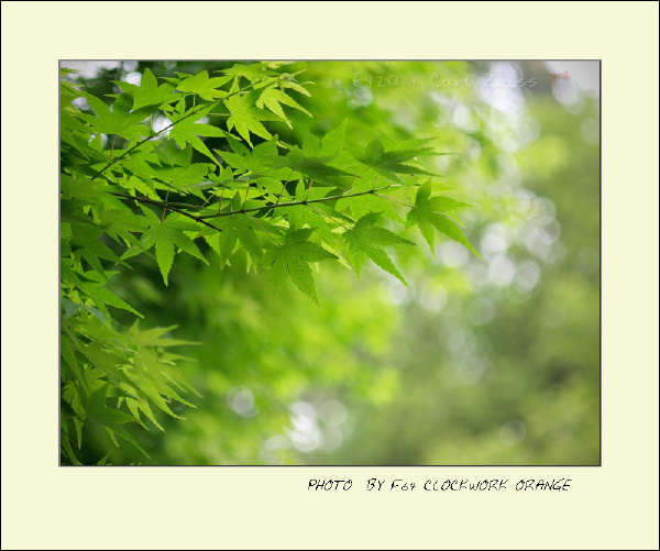 树洞里的春天，那些被遗忘的约定