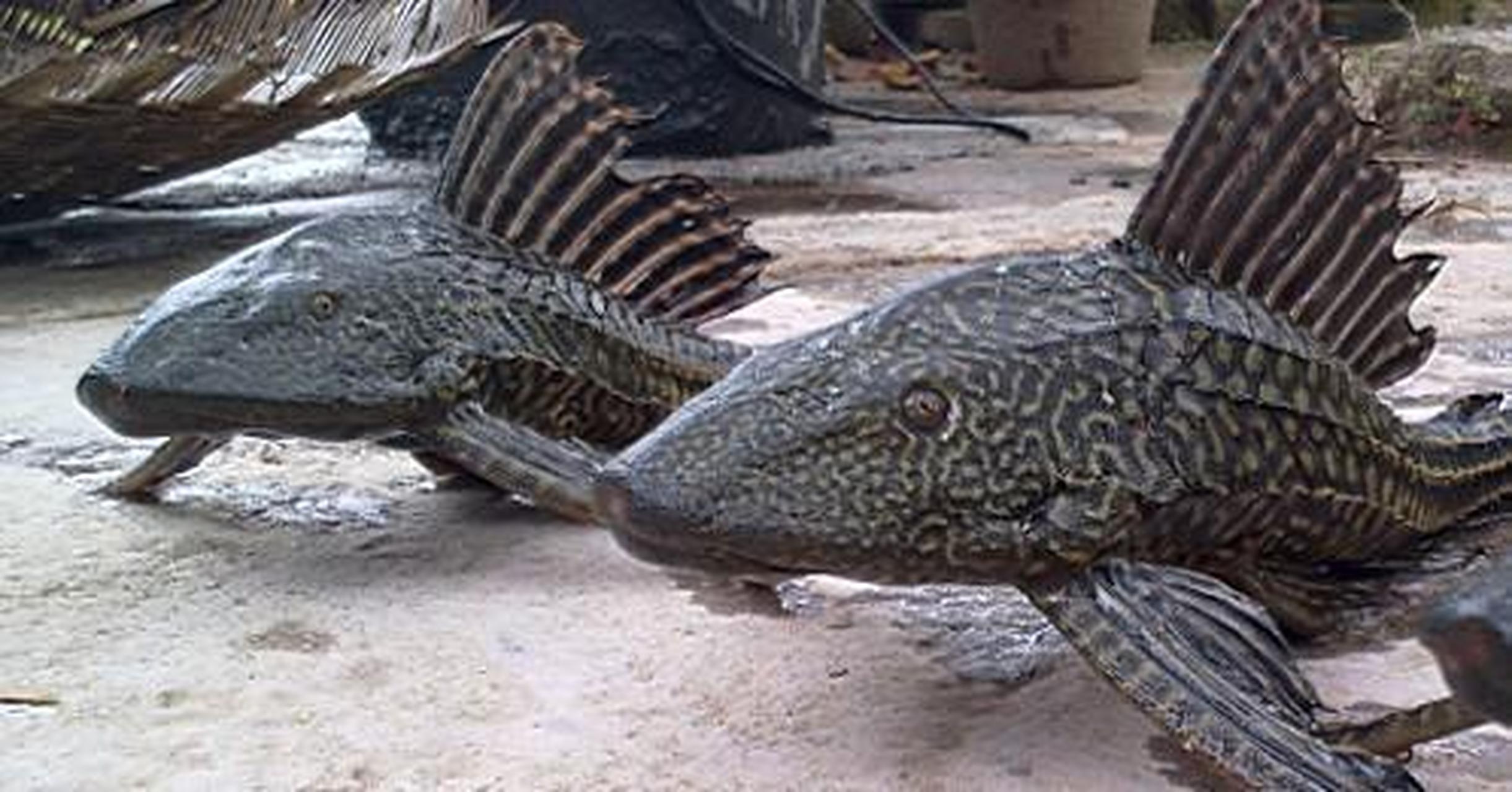 洋浦港迎来亚洲最大清道夫,海洋环保新里程碑 洋浦港迎来亚洲最大清道夫,海洋环保新里程碑