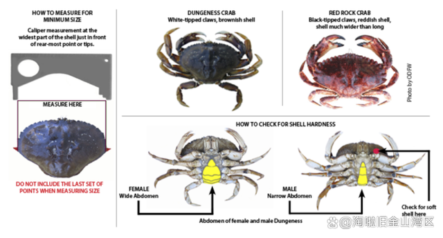 为何独宠大闸蟹?中美治蟹路径的深层差异 为何独宠大闸蟹?中美治蟹路径的深层差异
