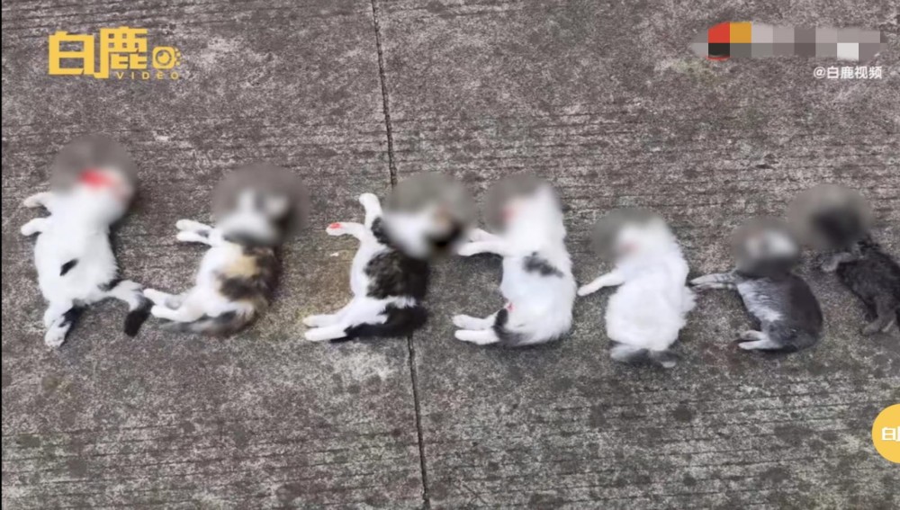 宿管摔死学生小猫事件,一场引发伦理反思的校园风波 宿管摔死学生小猫事件,一场引发伦理反思的校园风波