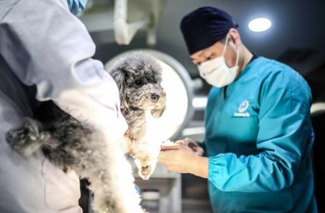 宠物诊疗权与居住权之争，杭州某小区文明冲突折射现代邻里关系困境