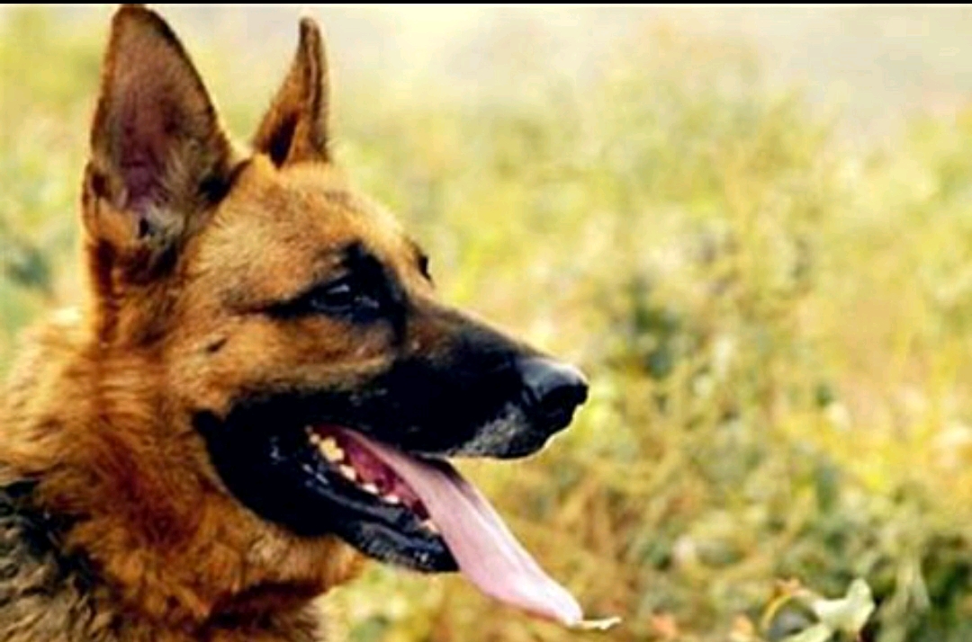 四只军犬的退役之路，用忠诚换温暖，等你来领养！