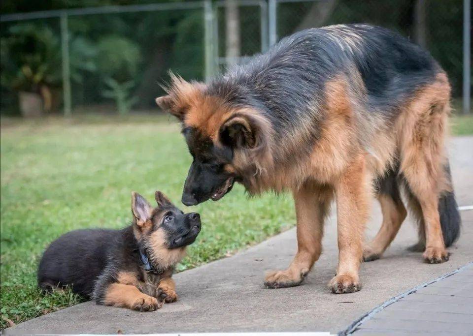 四只军犬的退役之路，用忠诚换温暖，等你来领养！