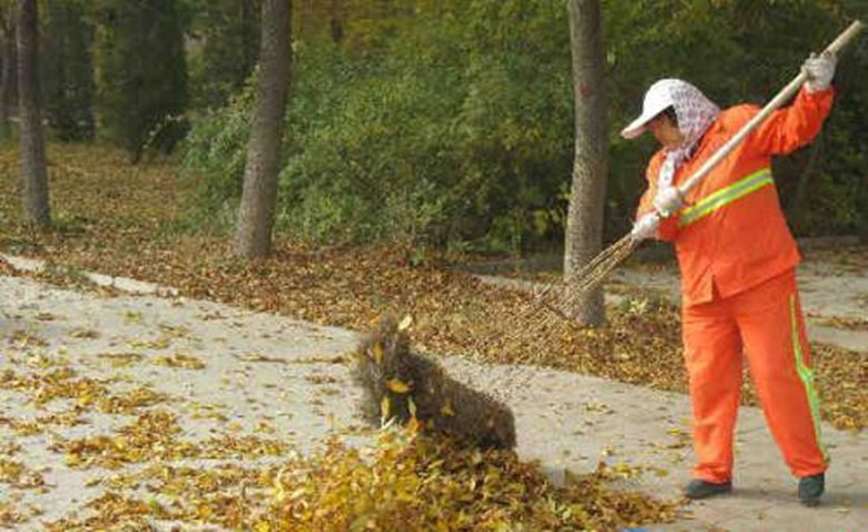 高压水枪下的银杏叶,城市清洁与生态保护的博弈 高压水枪下的银杏叶,城市清洁与生态保护的博弈