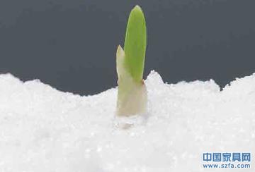 冰裂花开处 大地之树破雪而出 冰裂花开处 大地之树破雪而出