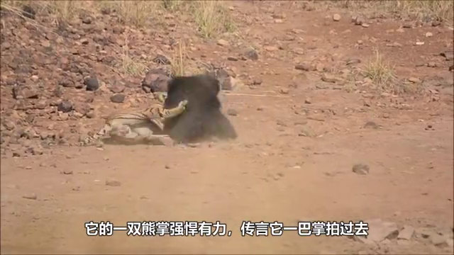 黑熊突袭背后的隐忧—动物园安全事件折射的生存困境 黑熊突袭背后的隐忧—动物园安全事件折射的生存困境