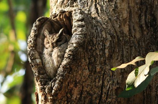 树洞里的春天，那些被遗忘的约定
