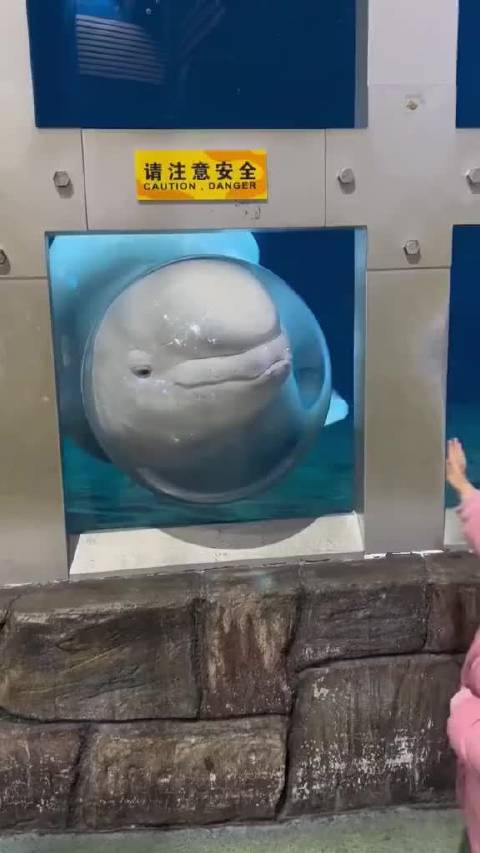 当白鲸的水炮成为禁烟员，一场海洋馆里的文明课