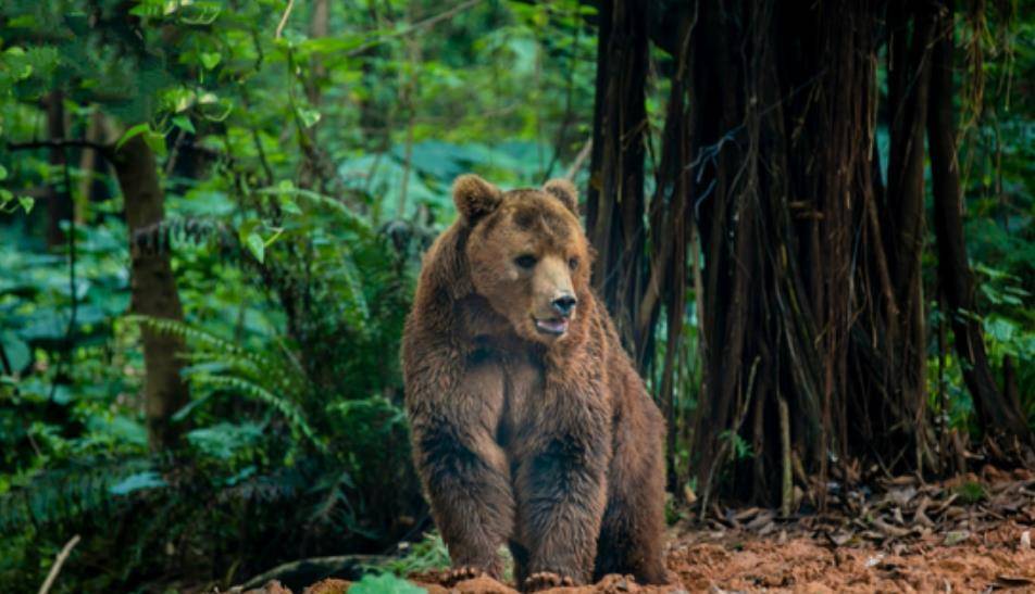 黑熊突袭背后的隐忧—动物园安全事件折射的生存困境 黑熊突袭背后的隐忧—动物园安全事件折射的生存困境
