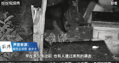 黑熊突袭背后的隐忧—动物园安全事件折射的生存困境