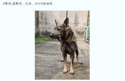四只军犬的退役之路，用忠诚换温暖，等你来领养！