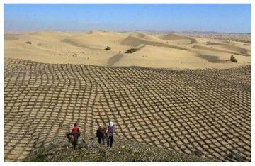 沙漠变粮仓,新疆盐碱地水稻丰收背后的科技奇迹 沙漠变粮仓,新疆盐碱地水稻丰收背后的科技奇迹