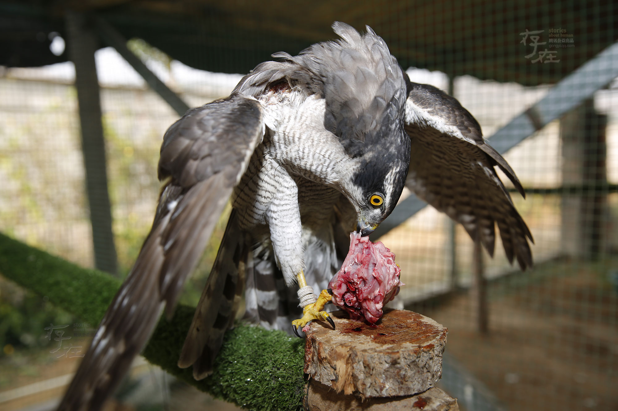 鹰犬之舞，解构日本军机滋扰背后的战略逻辑