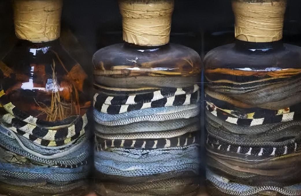 酒瓶惊现冬眠眼镜蛇，城市生态链中的意外警示