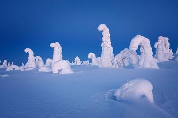 冰裂花开处 大地之树破雪而出 冰裂花开处 大地之树破雪而出